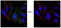 Immunocytochemistry Analysis: <br />Representative lot data. <br />Confocal fluorescent analysis of HeLa cells using Cat.ABT133 Anti-Lamellipodin and a  Donkey Anti-Rabbit secondary antibody conjugated to Cy3 (Red). Actin filaments have been labeled with Alexa Fluor® 488 (Green). Nucleus is stained with DAPI (Blue). This antibody positively stains the cytoskeleton